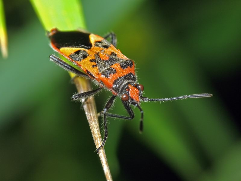 Corizus hyoscyami (Linnaeus, 1758)